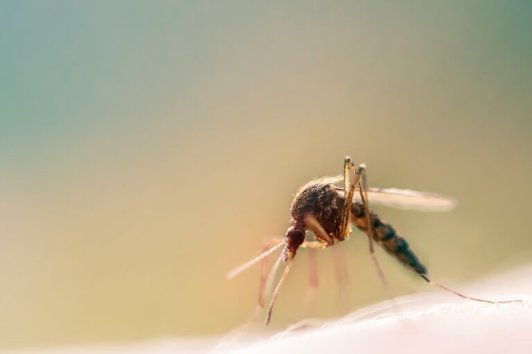 Macro shot of a mosquito on human skin sucking blood