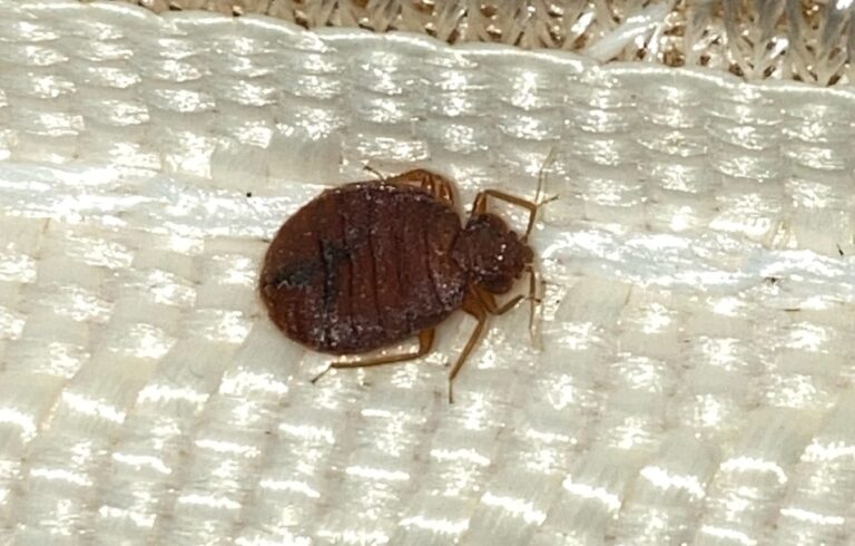 Bed Bug