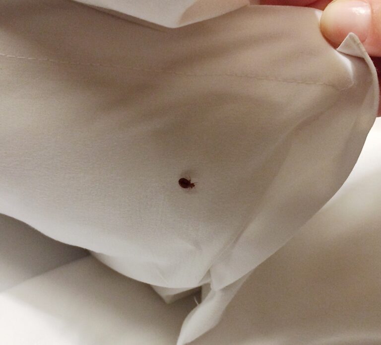 Bed bug under the blanket