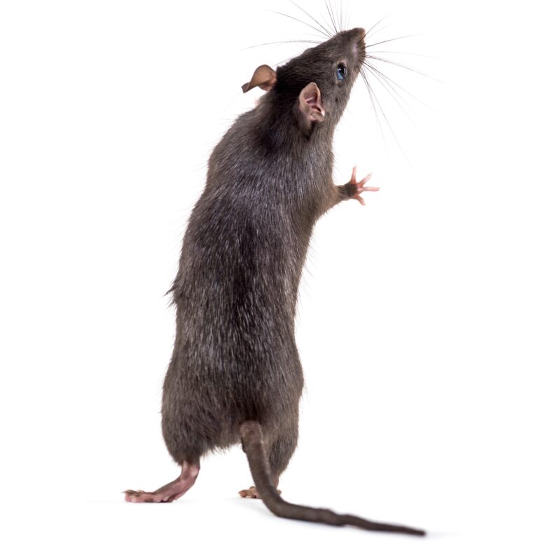 Black rat, Rattus rattus, in front of white background