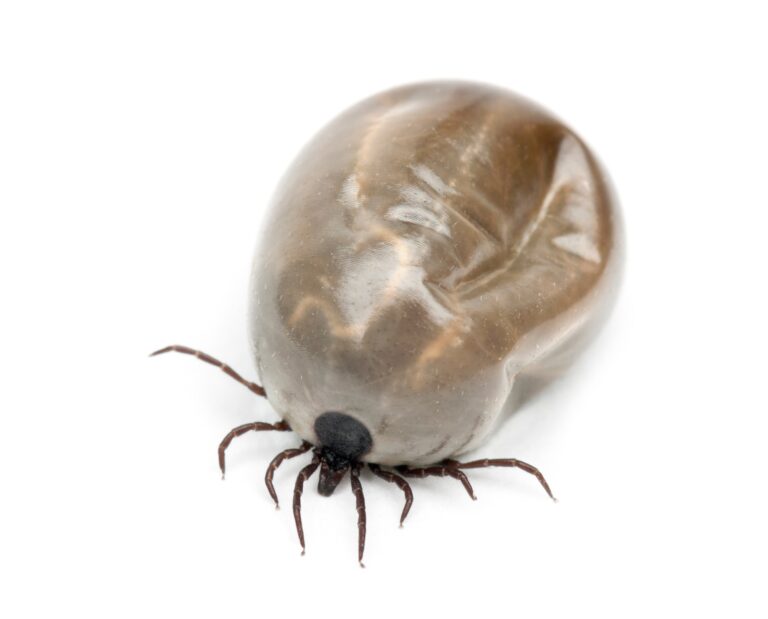 Engorged of blood Castor bean tick, Ixodes ricinus, a species of hard-bodied tick