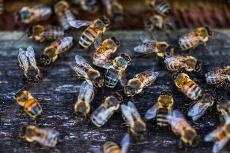 Heneybee or Honey Bee at Entrance to Beehive. Ecological Honey Production in Countryside.