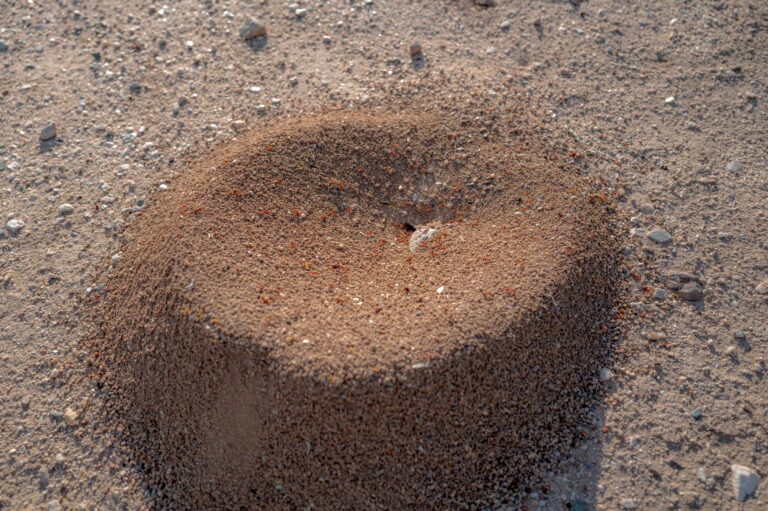 Macro shot of wild red fire ants in their desert anthill