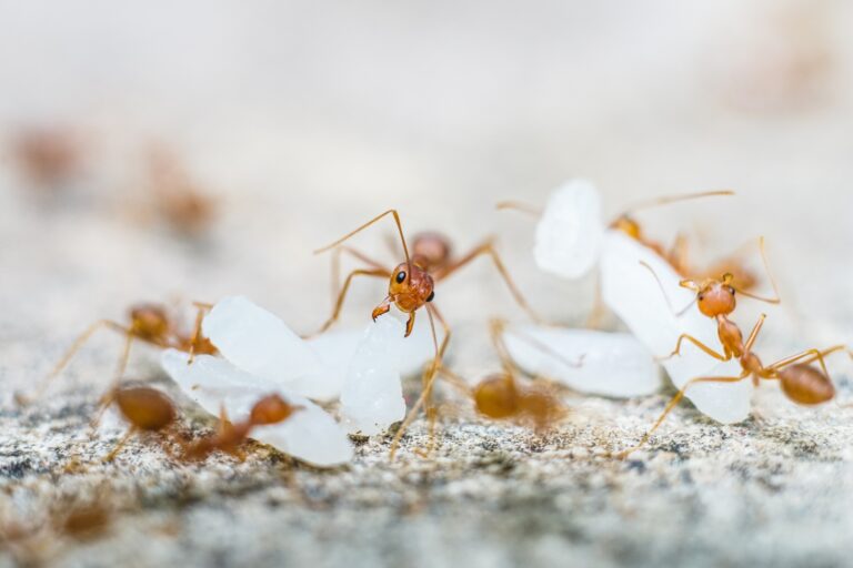 Red imported fire ant,Action of fire ant
