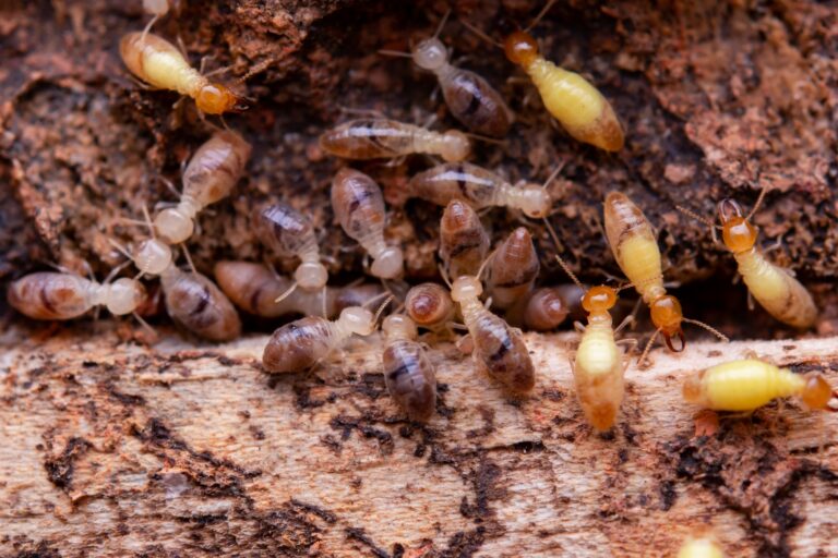 Termites eat wooden planks. Damage of a wooden house from termites