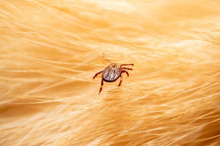 Ticks on dog hair. Ticks sucking dog blood. Dangerous insect mite, encephalitis, lyme disease